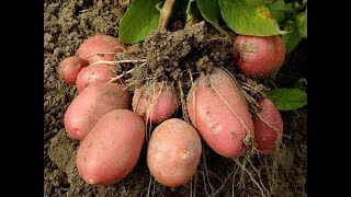 История картофеля. Великий переселенец картофель