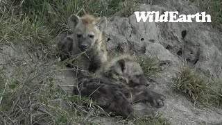 WildEarth - Sunset  Safari - 28 July 2022