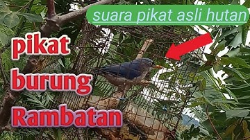 Suara Burung Rambatan Paruh Merah Cocok Buat Pikat