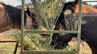 Just Horses Eating Alfalfa for 3 Minutes Straight