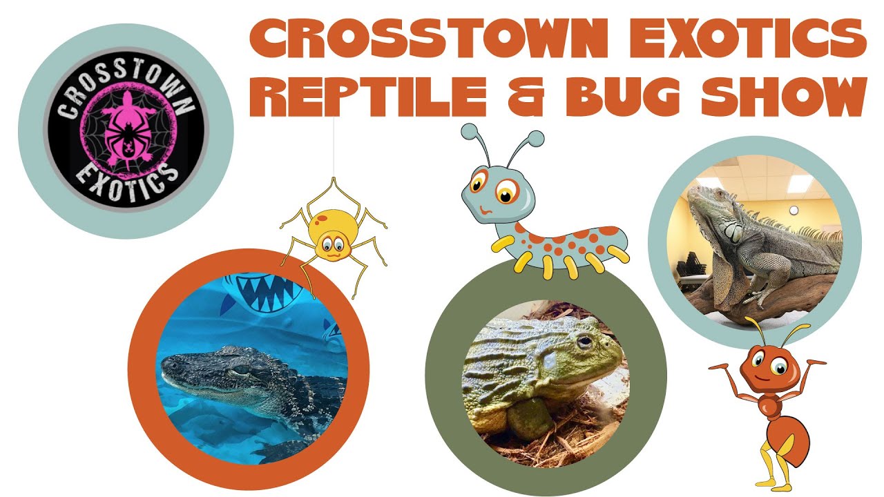Crosstown Exotics Traveling Reptile & Bug Show