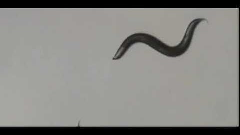 locomotion, foraging and nose touch response in robot with c.elegans connectome