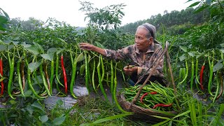 辣椒怎麼做好吃？ 阿婆摘20公斤醃3壇，孫子吃的直呼過癮Grandma uses 20 pounds of pickled food in 3 jars to make delicacies｜玉林阿婆