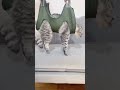 🐱爪切りのたびに流血してた私を救った美容ハンモック✨ #猫用品 #ペットケア