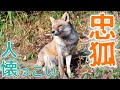 まるで柴犬!待ち伏せする忠犬のような人懐っこいキツネ家族の朝