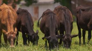 Meet the DeJong Family of Working Cows Dairy in Alabama