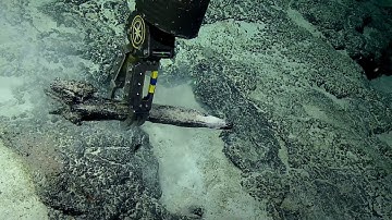 FOUR Fabulous Fossilized Whale Jaws! | Nautilus Live