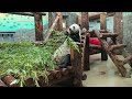 Панда Жуи из Московского зоопарка / Giant Panda Zhui from Moscow Zoo