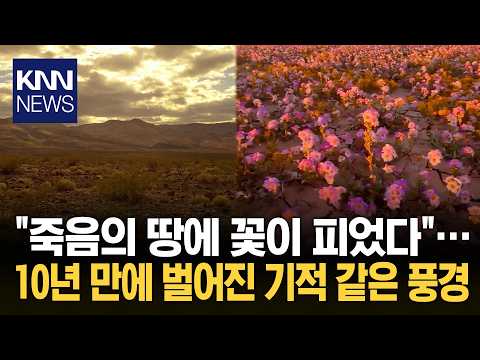 A Little Extra Rain... The Desert of Death Has Transformed Into a Field of Flowers / KNN