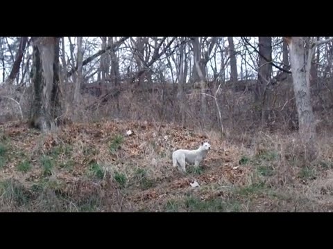 산촌마을에 자주 출몰하는 야생들개 ...A Cute Wild <strong>Dog</strong> in the Mountain.... Jeonju...  North Jeolla Prov. 全羅北道. <strong>KOREA</strong>