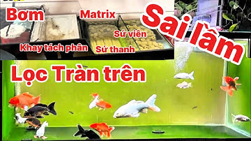 Lọc Tràn Trên và Những Sai Lầm Cần Tránh - Giúp Nước Trong Cá Khỏe Và Dạng Người.