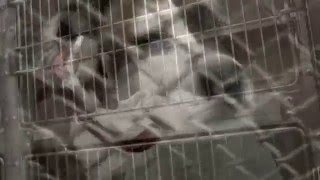 P4A 2015: ASPCA