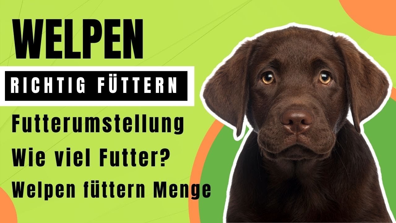 Welpenfutter richtig fttern  Futter einweichen - [ umstellen usw. ]