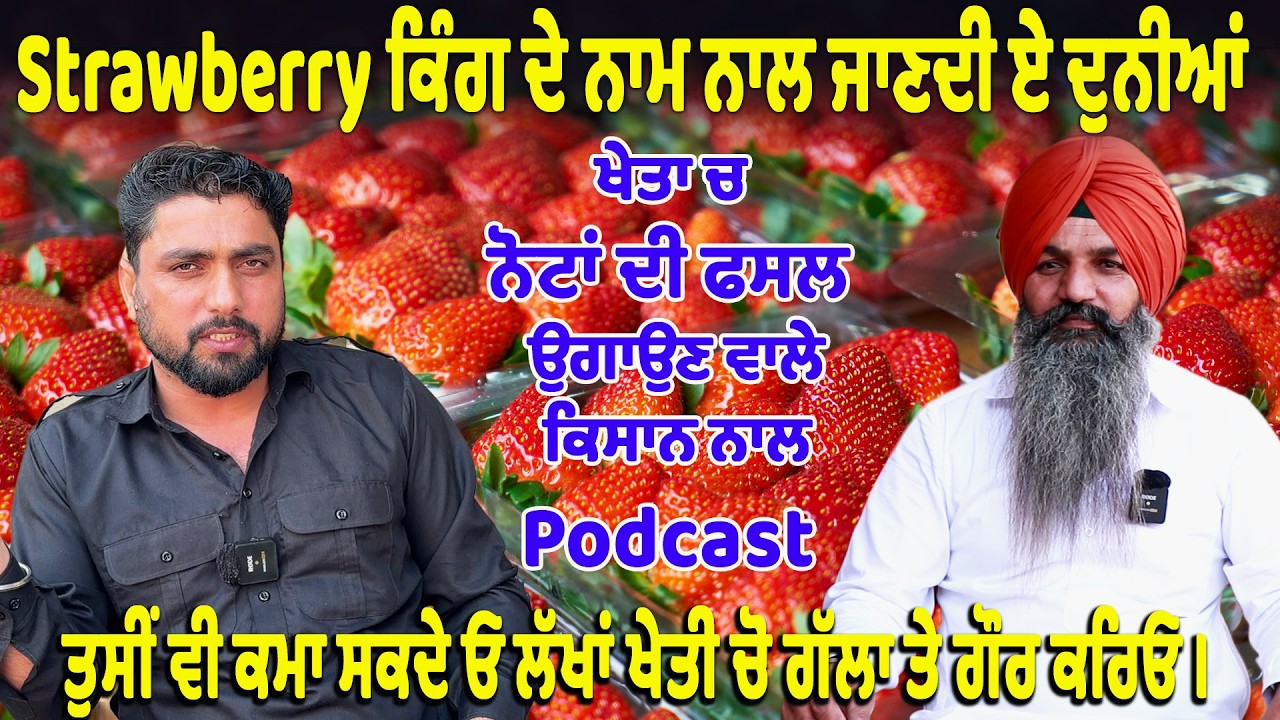 Strawberry ਕਿੰਗ ਦੇ ਨਾਮ ਨਾਲ ਜਾਣਦੀ ਏ ਦੁਨੀਆਂ | ਖੇਤਾ ਚ ਨੋਟਾਂ ਦੀ ਫਸਲ ਉਗਾਉਣ ਵਾਲੇ ਕਿਸਾਨ ਨਾਲ Podcast #punjab