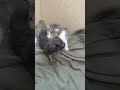 Kittens Calling Mother
