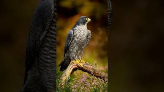Top 5 Fastest Birds in the World!🔥🐦
