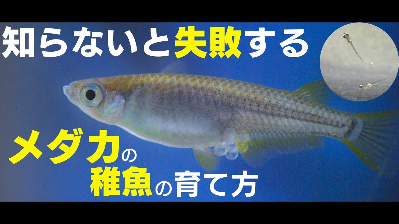 繁殖シーズン到来！】メダカの稚魚の育成方法を教えます！！ - YouTube