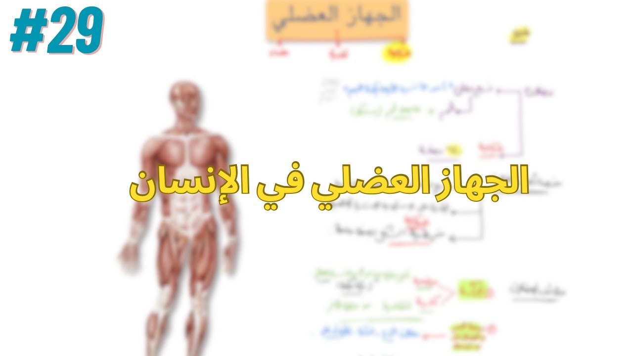 الجهاز العضلي في الإنسان