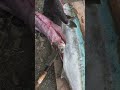釣ったヒラマサのお腹の中が…