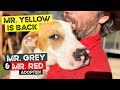 Mr yellow the mastiff x staffy puppy is back at the farm  mr grey and mr red were adopted