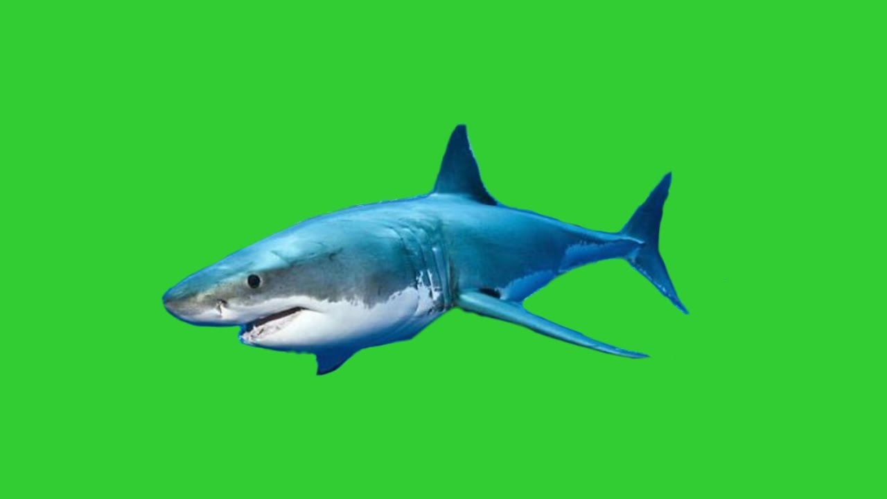 3d Shark green screen pack YouTube