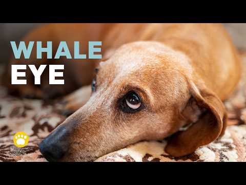 Why Your Dog Gives You Whale Eye — The Secret Signal You’re Missing
