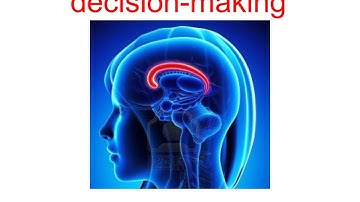 Cingulate-Hippocampus Coordination Regulates Choice Coding