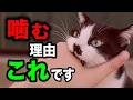 猫が噛む理由6選を獣医師が解説します【くぅのキャットフード研究室公式切り抜き】