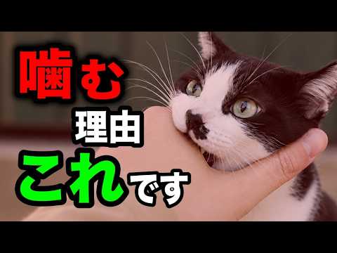 猫の不安薬、知っておきたい種類と効果