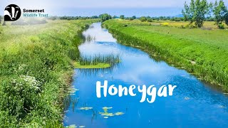 Introducing Honeygar