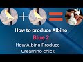 Albino Blue 2 | How to produce confirm Albino Blue2