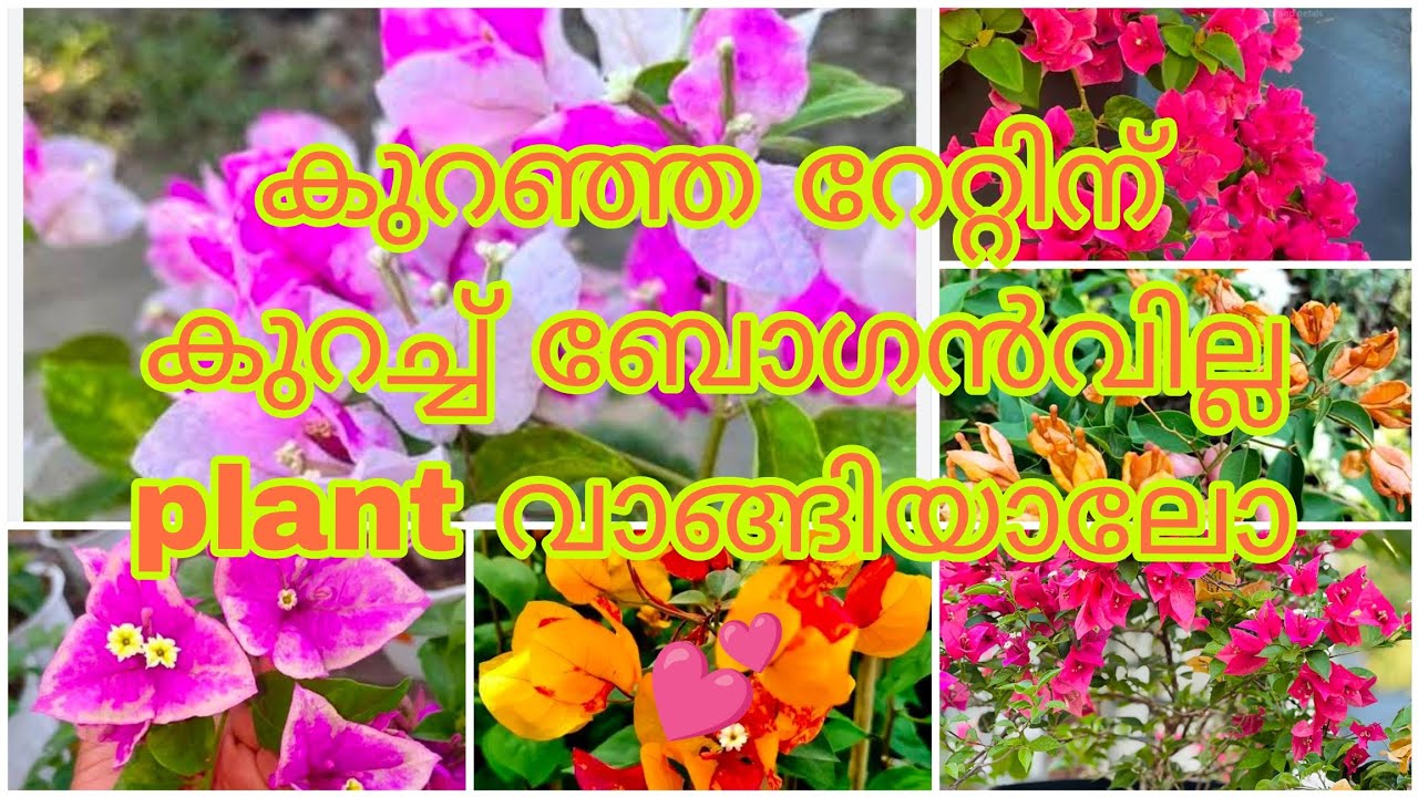 Sale വീഡിയോ കുറച്ചു ബോഗൻവില്ല plant വാങ്ങാൻ ഇതാണ് അവസരം. മിസ്സാക്കല്ലേ❤️