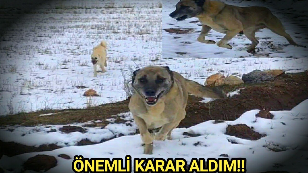 KORKMAMAK ELDE DEĞİL!! SONUÇTA YURT DIŞINDAN YABANCI ÜLKELERDEN