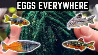 FINDING EGGS BEFORE EASTER IN THIS FISH ROOM BREEDING UPDATE! + (BIG CHANGES TO THE CHANNEL)