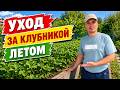 Клубника после плодоношения: как подготовить её к следующему урожаю.