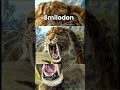 Smilodon 