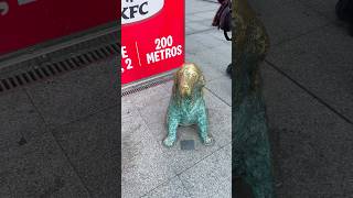 Estatua de perro en A Coruña 💙 #acoruña #perros #plaza #curiosidades #galicia