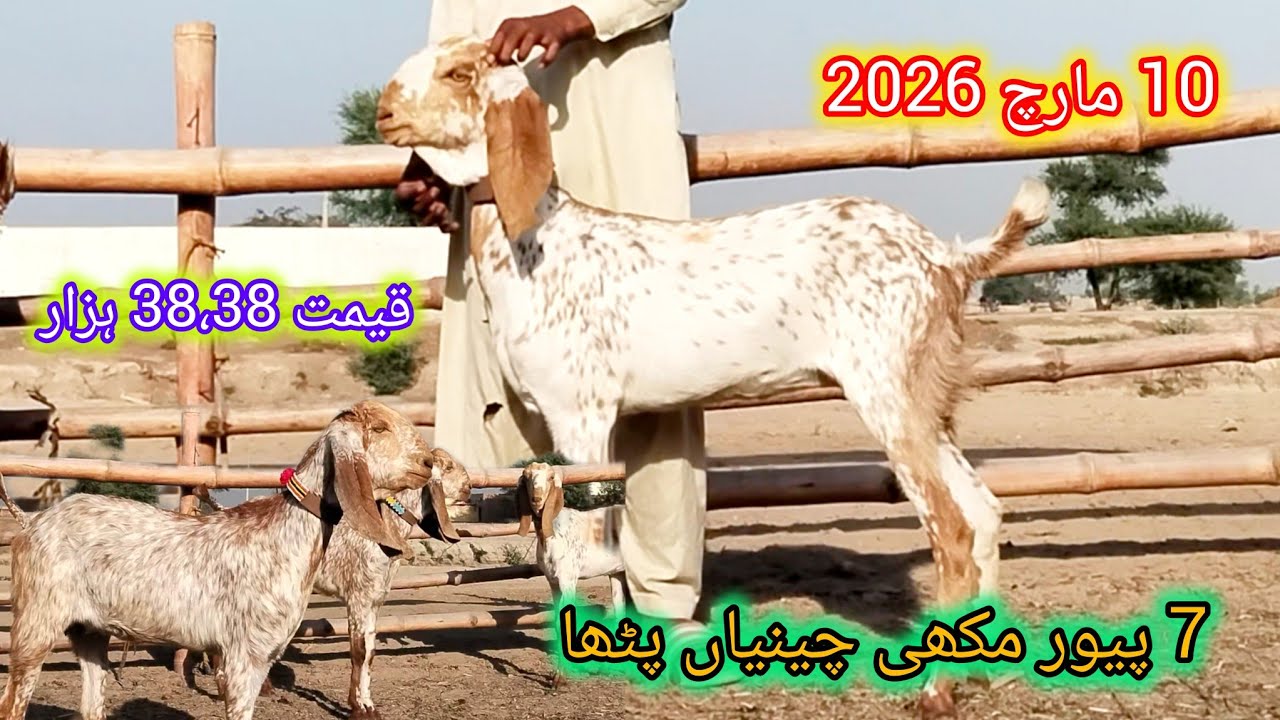 7 مکھی چینیاں پٹھا مدرسہ نسل کی عمر 12ماہ قیمت 38 ہزار احمد اینیمل فارم 03045896486 محمد عباس 