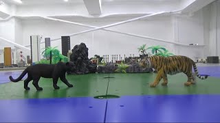 호랑이 vs 블랙 팬서 Tiger vs Black Panther