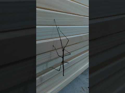 walking stick dance 2 (Phasmatodea) ナナフシ踊り。2018-06-22