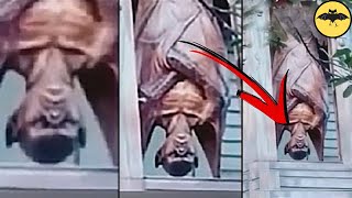 5 Creepy Creatures Spotted at Chernobyl.