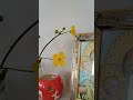 A simple cute flowers for Mary and how about you?.#simple #mary #flowershorts #religioussong #altar