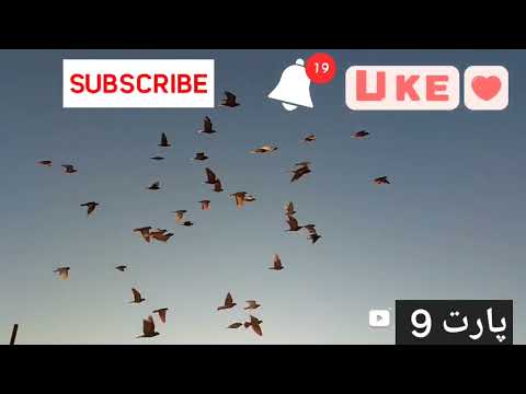 سلام داداشای گلم روز نهم از چالش ۳۰ روزه مون فقط ببین چه پیچ راستی میزنن کفتر کفتر ایرانی کفترپرشی