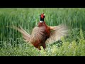 COMMON PHEASANT | Phasianus colchicus | Bažant obecný | Fasan | Faisan | European bird song