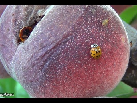 Доклад: Сексуальная жизнь божьей коровки