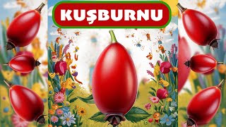 Kuşburnu Çocuk Şarkısı
