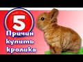 Купить декоративного кролика: 5 причин