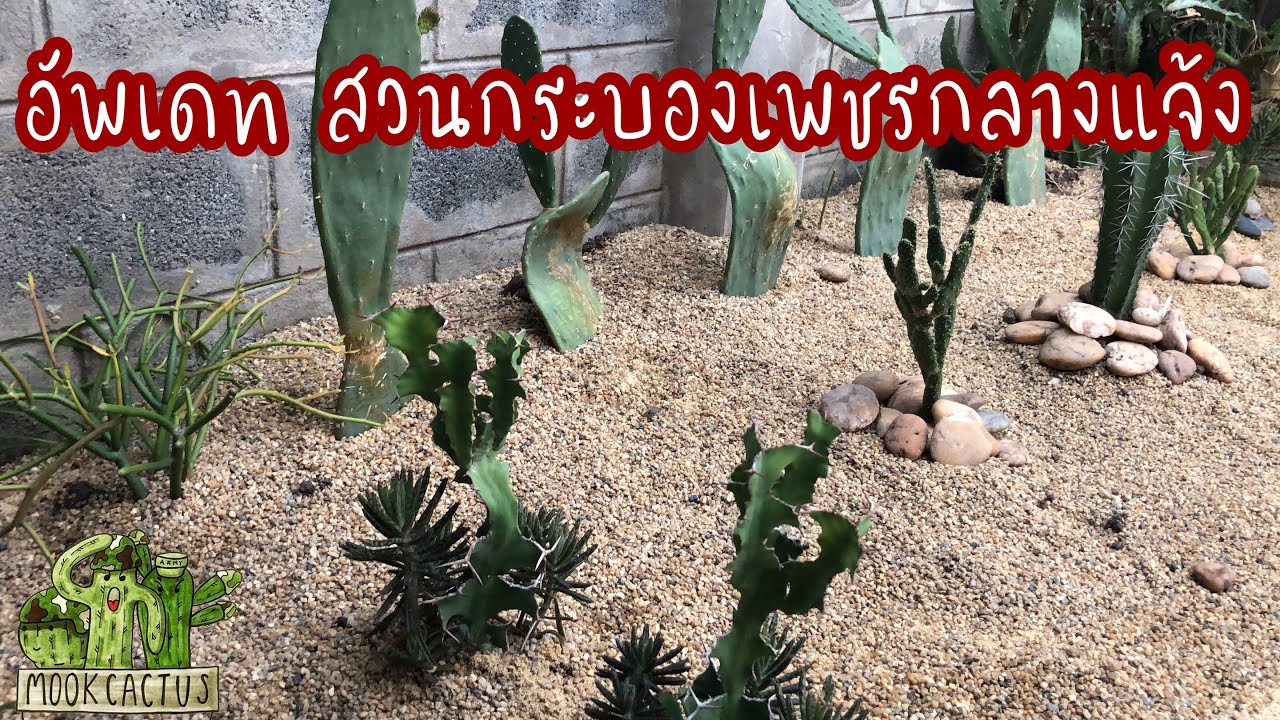 อัพเดท สวนกระบองเพชรกลางแจ้ง | outdoor cactus garden | MookCactus