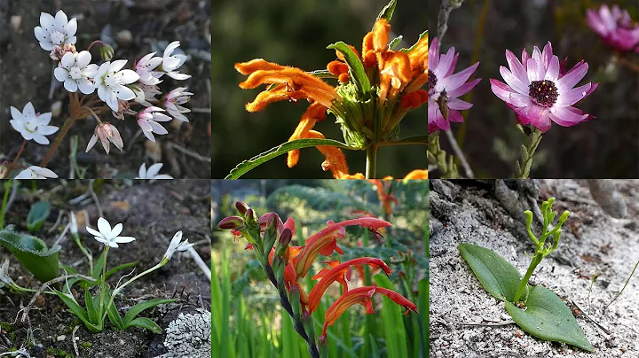 Fynbos Walk - Arrival of the Winter Rain - DayDayNews