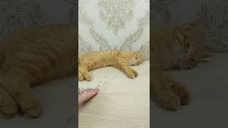 😺 Relaxing Cat ASMR That Feels Like Therapy 🐾🎧
